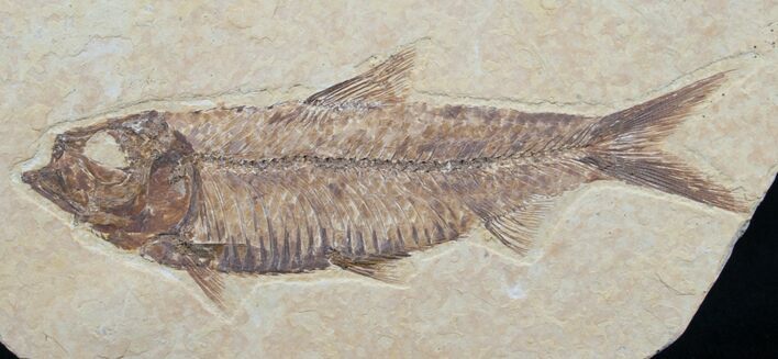 Knightia Fossil Fish - Wyoming #7584